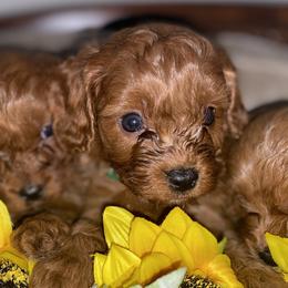 Cavapoos and Poodles from Mckendra's Legacy