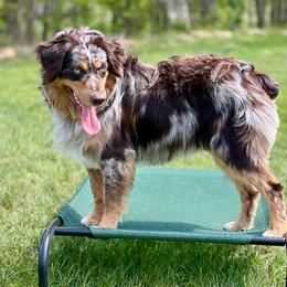 Finley - Miniature Australian Shepherd