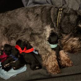 Finn - Black and silver male Miniature Schnauzer puppy in Akron, Ohio from Green Family Companion Kennel, LLC
