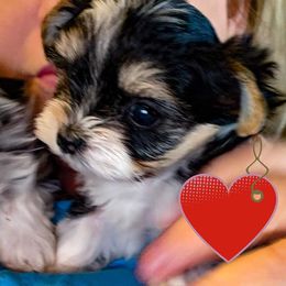 Biewer Terrier Puppies from Imperial BabyDoll Biewers