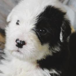 Boy 2 - male Old English Sheepdog puppy in Missouri from Roland Hills Farm