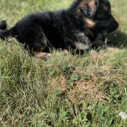 German Shepherd Puppies from Von Reams Kennels