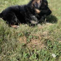 German Shepherd Puppies from Von Reams Kennels