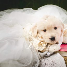 English Springer Spaniel and Golden Retriever Puppies from Promise Kennels