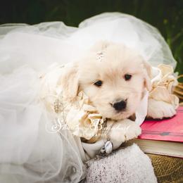 English Springer Spaniel and Golden Retriever Puppies from Promise Kennels