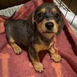 Gamora - Dapple female Dachshund puppy in North Richland Hills, Texas from Ein Dachshund