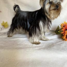French Bulldog and Yorkshire Terrier All Grown Up from Diamond Doll Yorkies