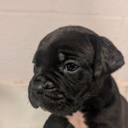 Athena - Black female Cane Corso puppy in Va Beach, Virginia from Guardian Corso's