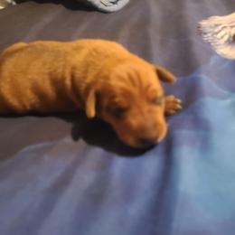 Boy 1 - Stag red male Miniature Pinscher puppy in Phelan, California from Desert Rose Kennel