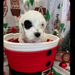 Zoey - female Cockapoo puppy in Connersville, Indiana from MoonShine Babies