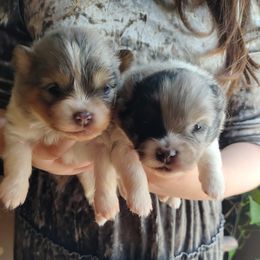 Pomeranian Puppies from Spellbound Pomeranians