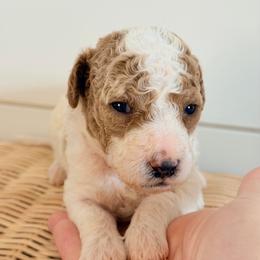 Marina - Parti female Goldendoodle puppy in Livermore, Colorado from Heritage Hills Family Doodles