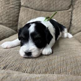 Dahlia (Green) - Parti female Miniature Schnauzer puppy in Plaucheville, Louisiana from Honey Doux Southern Paws