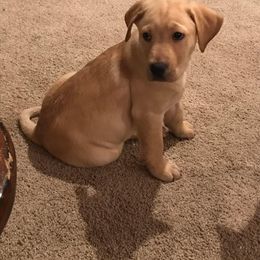 Labrador Retriever Puppies from Sycamore Kennels