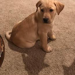 Labrador Retriever Puppies from Sycamore Kennels