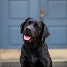 Beef - Labrador Retriever