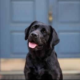 Beef - Labrador Retriever