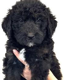 Hawthorn - Black and tan male Assorted Doodle Crosses puppy in Kansas City, Missouri from Beary GoldenDoodles