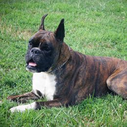 Scout - Boxer