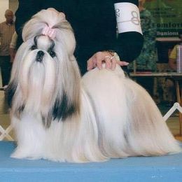 Shih Tzu All Grown Up from Valstons Shih Tzu