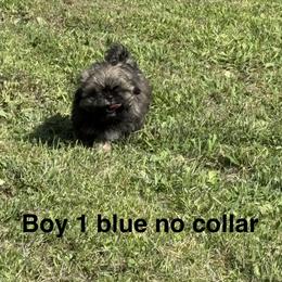 Boy 1 - Black gold and silver male Shih Tzu puppy in Rock, West Virginia from Willow Tree Haven Shih Tzu