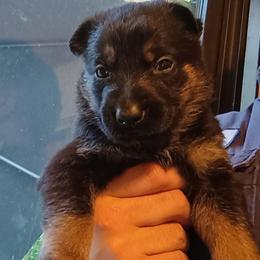 Purple - Black and tan male German Shepherd puppy in Dawsonville, Georgia from Vom Aussenseiter