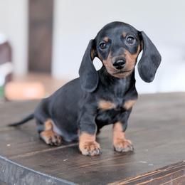 Shelby - Black and tan male Dachshund puppy in Crystal, Michigan from Mare-Bella Smoothcoat Edition