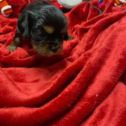Anastasia - Black and tan female Cavalier King Charles Spaniel puppy in Las Vegas, Nevada from Faybelle's Cavaliers