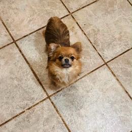 Ginger - Chihuahua
