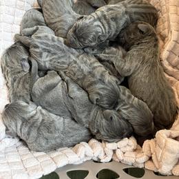 Cane Corso Puppies from A&B kennel