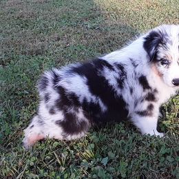 Australian Shepherd Puppies from Fallfire Farm