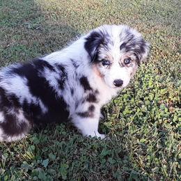 Australian Shepherd Puppies from Fallfire Farm