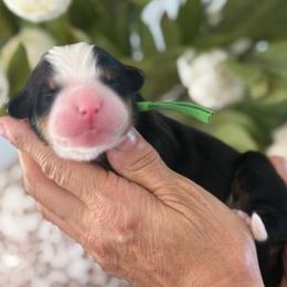 Dj - Tri-color male Bernese Mountain Dog puppy in Yuciapa, California from AlltheDoodlez_