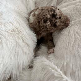 8 - Caramel cream female Labradoodle puppy in Greensboro, Georgia from B’s Doodles