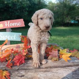 Poodle Puppies from Reeves Family Standard Poodles