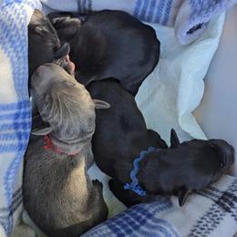 Blue collar Black Rust Male - Black and rust male Doberman Pinscher puppy in Phoenix, Arizona from Emerald Eire Dobermanns