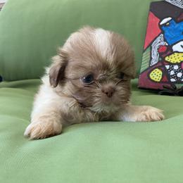 Boy 1 - male Shih Tzu puppy in Troy, Michigan from "Shihtzu Best Friend"