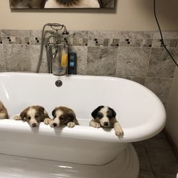 Border Collie Puppies from Burke BC’s