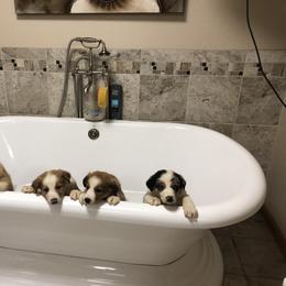 Border Collie Puppies from Burke BC’s