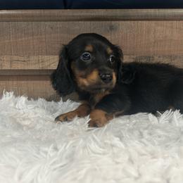 Black and Tan Boy - Black and tan male Dachshund puppy in Stilwell, Oklahoma from Bidding Creek Dachshunds