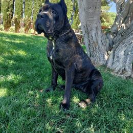 Cane Corso Puppies from JSM Corsos