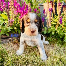 BB2 - Tri-Roan male English Springer Spaniel puppy in Britton, South Dakota from K&S Canines