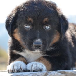 Miniature American Shepherd and Miniature Australian Shepherd Puppies from Back Country Aussies