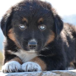 Miniature American Shepherd and Miniature Australian Shepherd Puppies from Back Country Aussies