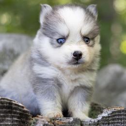 Pomsky Puppies from Foxfire Arctic Spitz