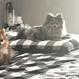 Pomeranian Puppies from Caitlyn's Pomeranians