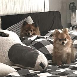 Pomeranian Puppies from Caitlyn's Pomeranians