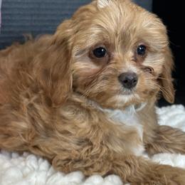 Lil Red - Red male Cavapoo puppy in Shipshewana, Indiana from Shelli's Puppies