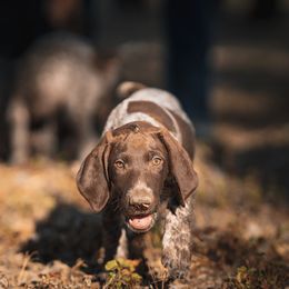 German Shorthaired Pointer Puppies from Dem Feuerhaus Gun Dogs