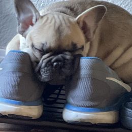 French Bulldog Puppies from Boise French Bulldogs